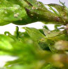 Attēlu rezultāti vaicājumam “Physcomitrium pyriforme”