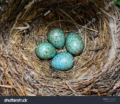 Attēlu rezultāti vaicājumam “Turdus merula nest”