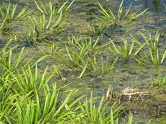 Attēlu rezultāti vaicājumam “Stratiotes aloides”