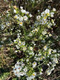 Image result for Aster