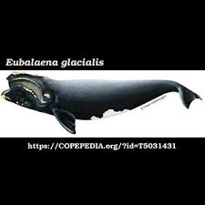 Image result for Eubalaena glacialis