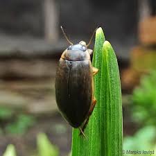 Attēlu rezultāti vaicājumam “Anacampsis blatariella”