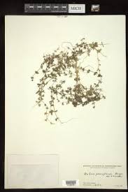 Attēlu rezultāti vaicājumam “Galium schultesii fruit”