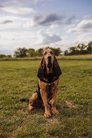Image result for Carlisle BloodHounds