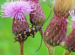 Attēlu rezultāti vaicājumam “Leptura quadrifasciata”