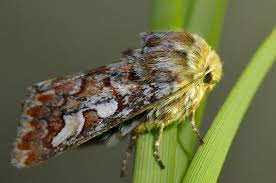 Attēlu rezultāti vaicājumam “Panolis flammea”