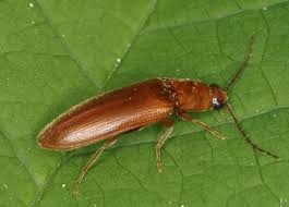 Attēlu rezultāti vaicājumam “Eriopygodes imbecilla”