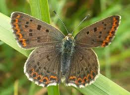 Attēlu rezultāti vaicājumam “Lycaena tityrus female”