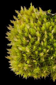 Attēlu rezultāti vaicājumam “Ulota crispa”