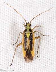 Attēlu rezultāti vaicājumam “Stenotus binotatus”