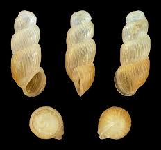 Attēlu rezultāti vaicājumam “Mucronella subtilis”