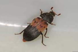 Attēlu rezultāti vaicājumam “Dermestidae”