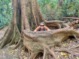 「Mt. Tamborine」的圖片搜尋結果