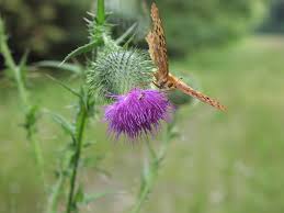 Attēlu rezultāti vaicājumam “Cirsium vulgare flower”