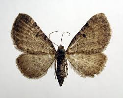 Attēlu rezultāti vaicājumam “Eupithecia icterata female”