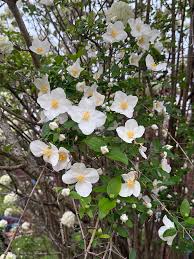 Attēlu rezultāti vaicājumam “Philadelphus lemoinei flower”