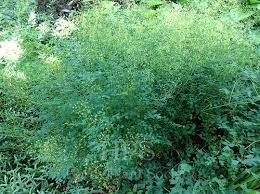 Attēlu rezultāti vaicājumam “Thalictrum minus”