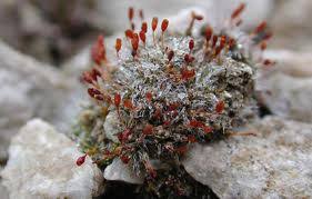 Attēlu rezultāti vaicājumam “Pottiales”