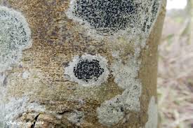 Attēlu rezultāti vaicājumam “Lecidella elaeochroma”