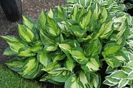 Image result for Hosta Warpaint