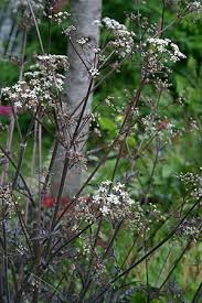 Attēlu rezultāti vaicājumam “Anthriscus”