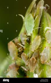 Attēlu rezultāti vaicājumam “Acyrthosiphon”