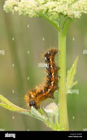 Attēlu rezultāti vaicājumam “Acronicta rumicis larva”