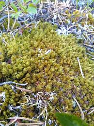 Attēlu rezultāti vaicājumam “Dicranum spurium”