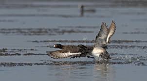 Attēlu rezultāti vaicājumam “Aythya fuligula male”