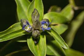 Attēlu rezultāti vaicājumam “Gentiana cruciata”