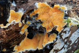 Attēlu rezultāti vaicājumam “Leucogyrophana mollusca”