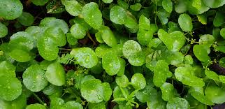 Attēlu rezultāti vaicājumam “Hydrocotyle vulgaris leaf”