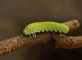 Attēlu rezultāti vaicājumam “Cimbex femoratus larva”
