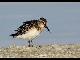 Attēlu rezultāti vaicājumam “Calidris falcinellus adult”