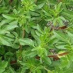 Attēlu rezultāti vaicājumam “Ononis arvensis”