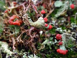 Attēlu rezultāti vaicājumam “Cladonia coccifera”