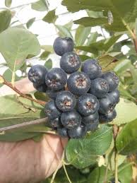 Attēlu rezultāti vaicājumam “Aronia melanocarpa fruit”