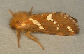 Attēlu rezultāti vaicājumam “Phymatopus hecta”