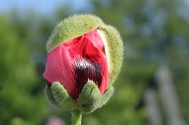 Attēlu rezultāti vaicājumam “Papaver”