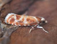 Attēlu rezultāti vaicājumam “Rhyacionia pinicolana”