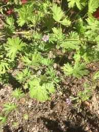 Attēlu rezultāti vaicājumam “Geranium pusillum flower”