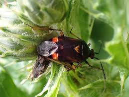 Attēlu rezultāti vaicājumam “Deraeocoris ruber”
