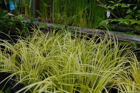 Attēlu rezultāti vaicājumam “Acorus calamus”