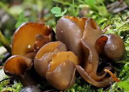 Attēlu rezultāti vaicājumam “Otidea bufonia”