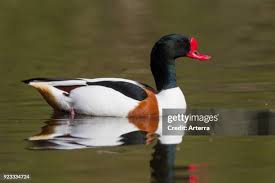 Attēlu rezultāti vaicājumam “Tadorna tadorna male”