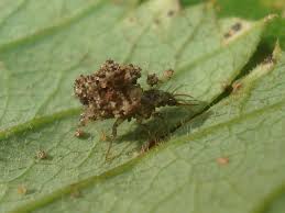 Attēlu rezultāti vaicājumam “Chrysopidae larva”