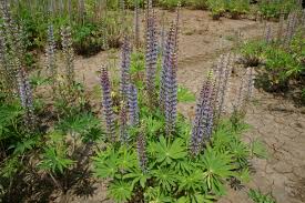 Attēlu rezultāti vaicājumam “Lupinus polyphyllus leaf”
