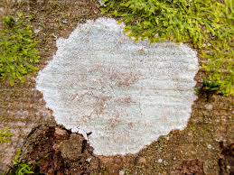 Attēlu rezultāti vaicājumam “Phlyctis agelaea”