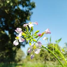 Attēlu rezultāti vaicājumam “Raphanus sativus flower”