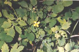 Attēlu rezultāti vaicājumam “Chelidonium majus”